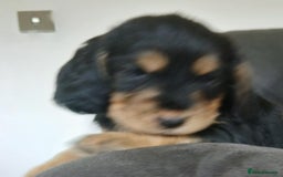 Cocker Spaniel dogs for sale: 3Beautiful show type cocker spaniels 💕♥️ 💙💕 - Image 17