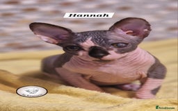 Sphynx cats for sale: ❤️ beautiful Canadian Sphynx ❤️ - Image 5