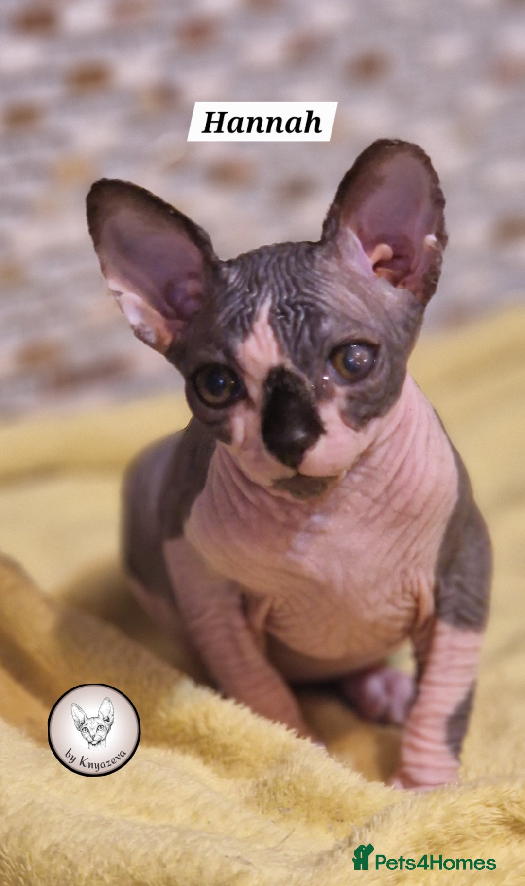 Sphynx cats for sale: ❤️ beautiful Canadian Sphynx ❤️ - Image 5