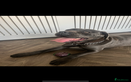 Cane Corso dogs for sale: 2 Year Old Female Cane Corso  - Image 3