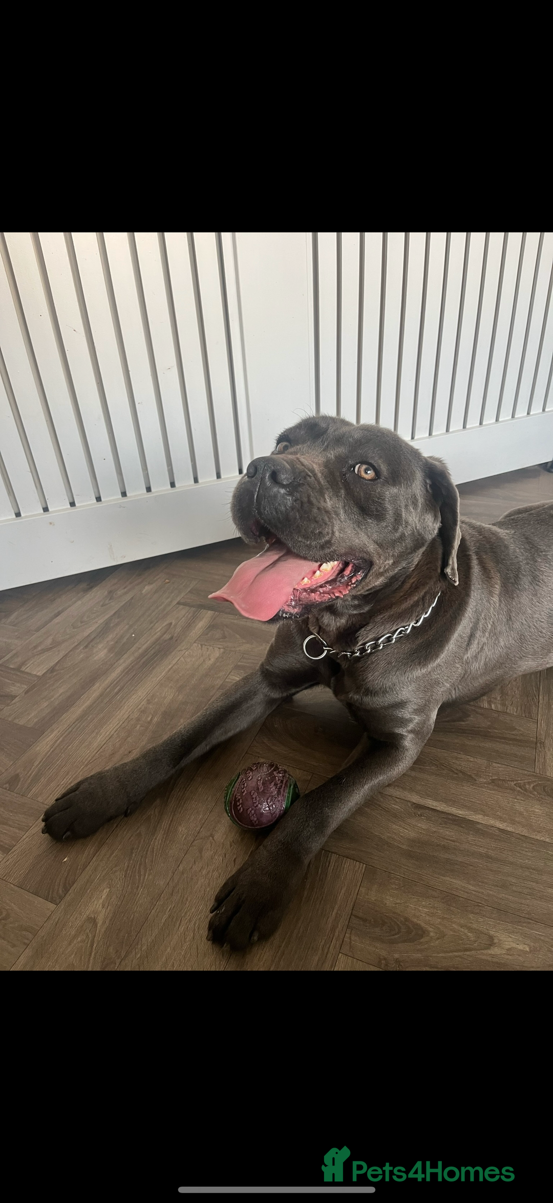 Cane Corso dogs for sale: 2 Year Old Female Cane Corso  - Image 3