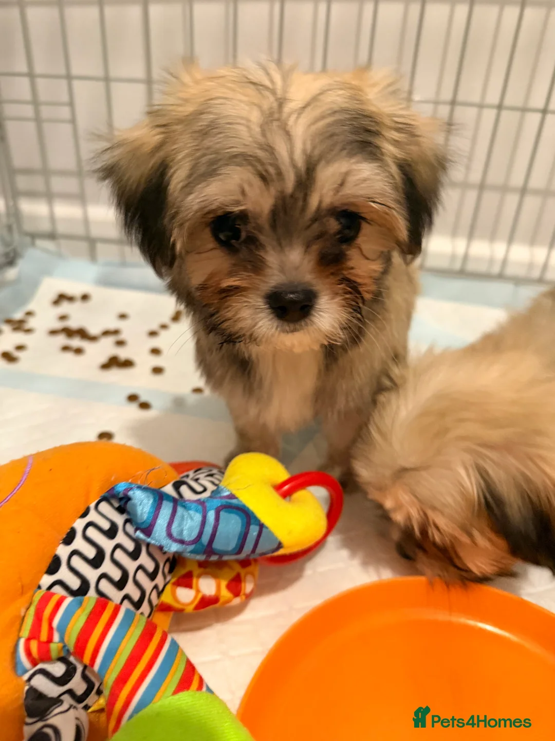 Mixed Breed dogs for sale: Ready now Malchi fluffy puppies  - Advert 7