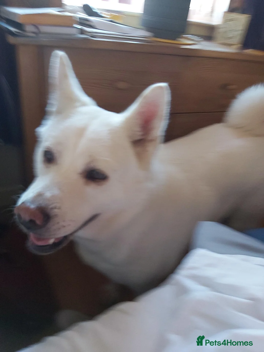 Akita dogs for sale:  Pedigree Japanese Akita - Advert 6
