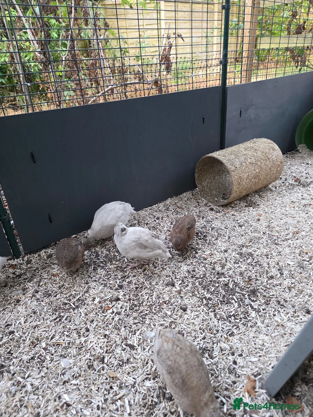 Quail poultry for sale: Male quail in Poole - Advert 2
