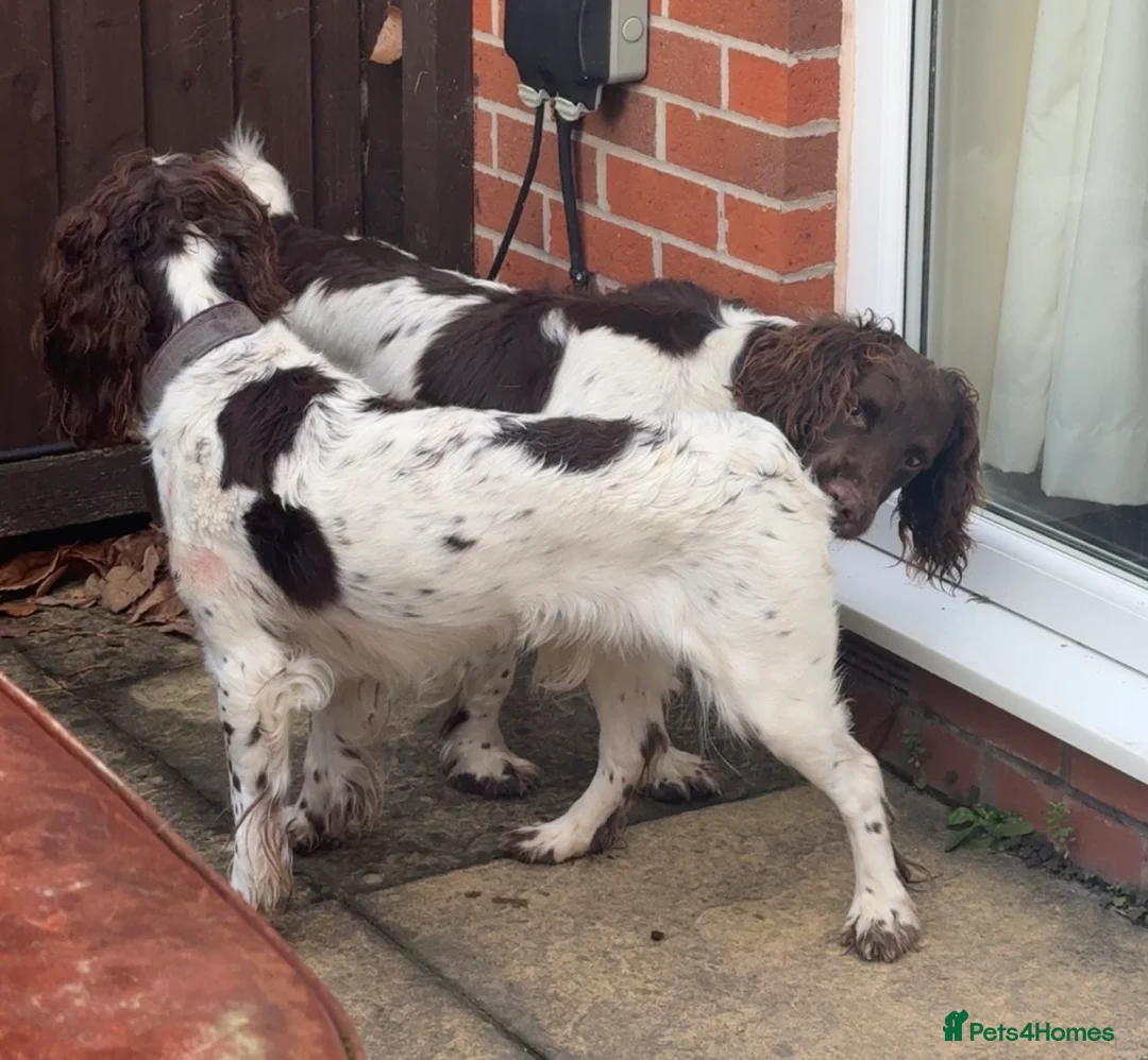 English Springer Spaniel dogs for sale: Final 2 Boys Available from Litter of 11 - Advert 3