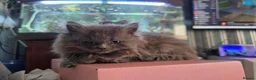 Persian cats for sale: Last female persian kittens ready now - Advert 5