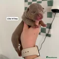 American Bully Puppy 2