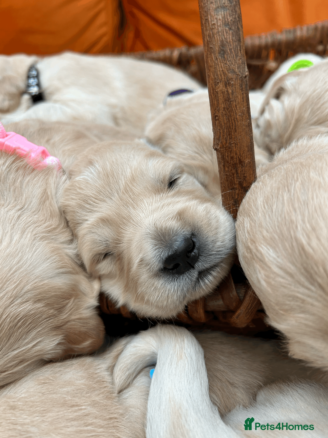 Golden Retriever dogs for sale: New Forest - Beautiful Golden Retriever Puppies  - Advert 5