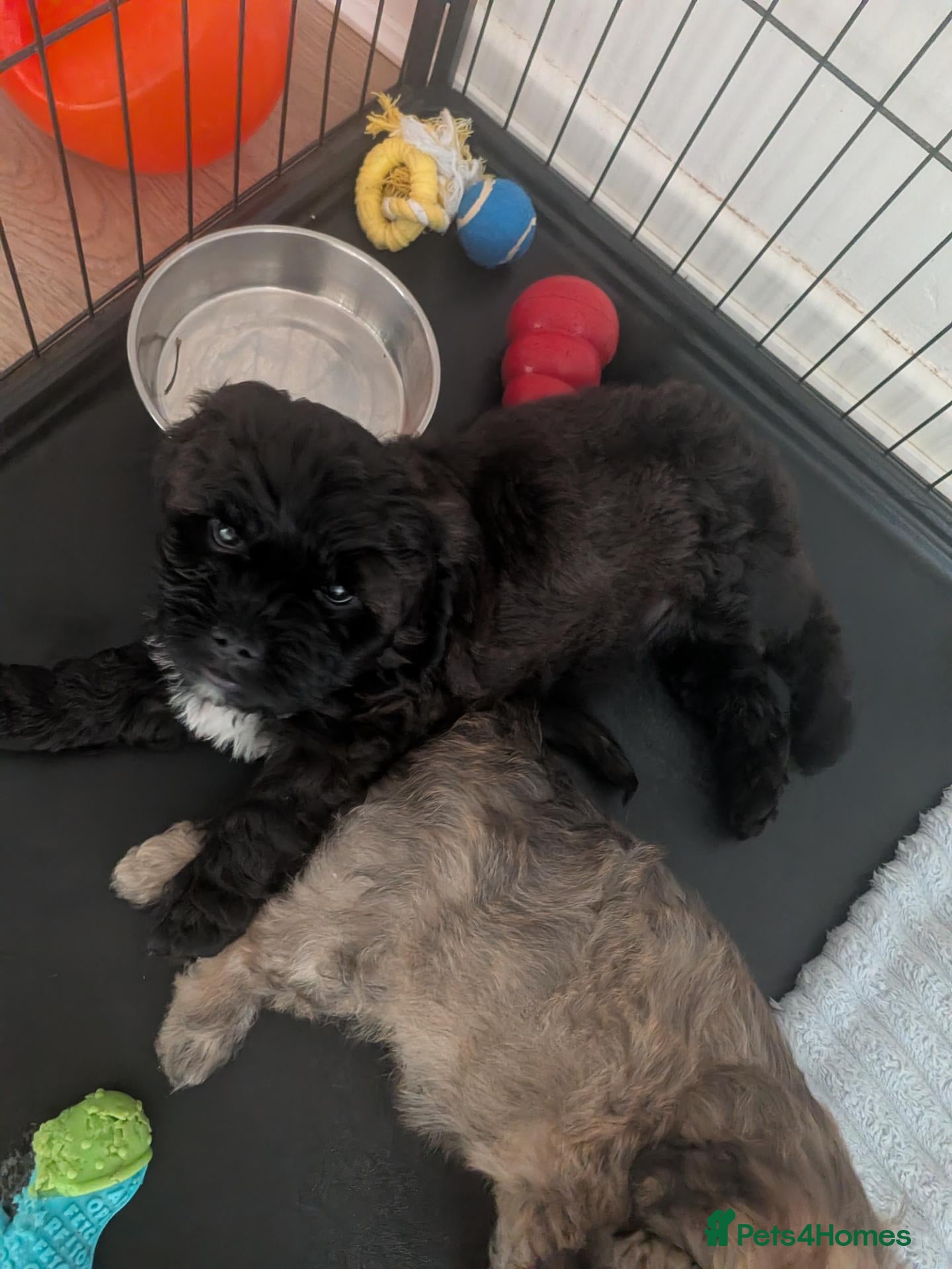Mixed Breed dogs Last male pup for sale black with white chest  - Advert 1