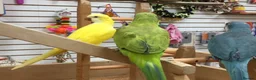 Parrots birds for sale: Quaker Parrots - Advert 2