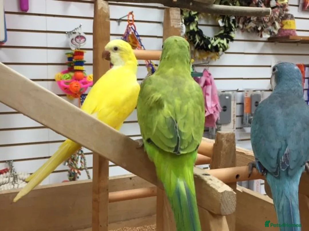 Parrots birds for sale: Quaker Parrots - Advert 2