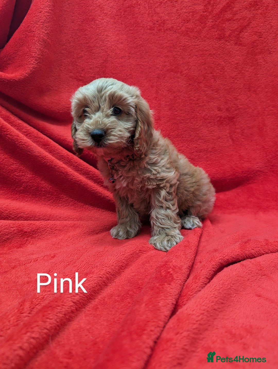 Sproodle dogs for sale: Beautiful F1b Sproodle Pups, 4 Boys & 4 Girls - Image 2