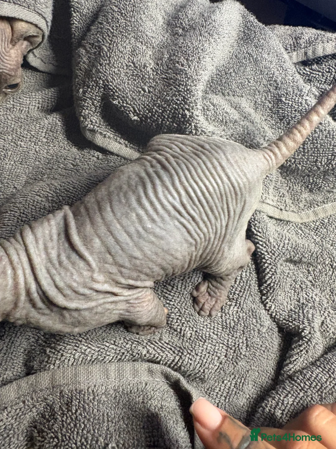 Sphynx cats for sale: Beautiful Sphynx girls  - Advert 2