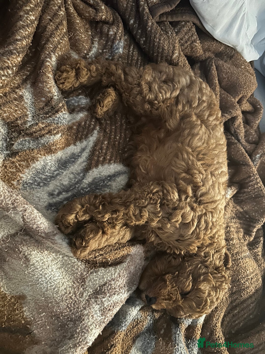 Miniature Poodle dogs for sale: Puppies-miniature poodle - Advert 7