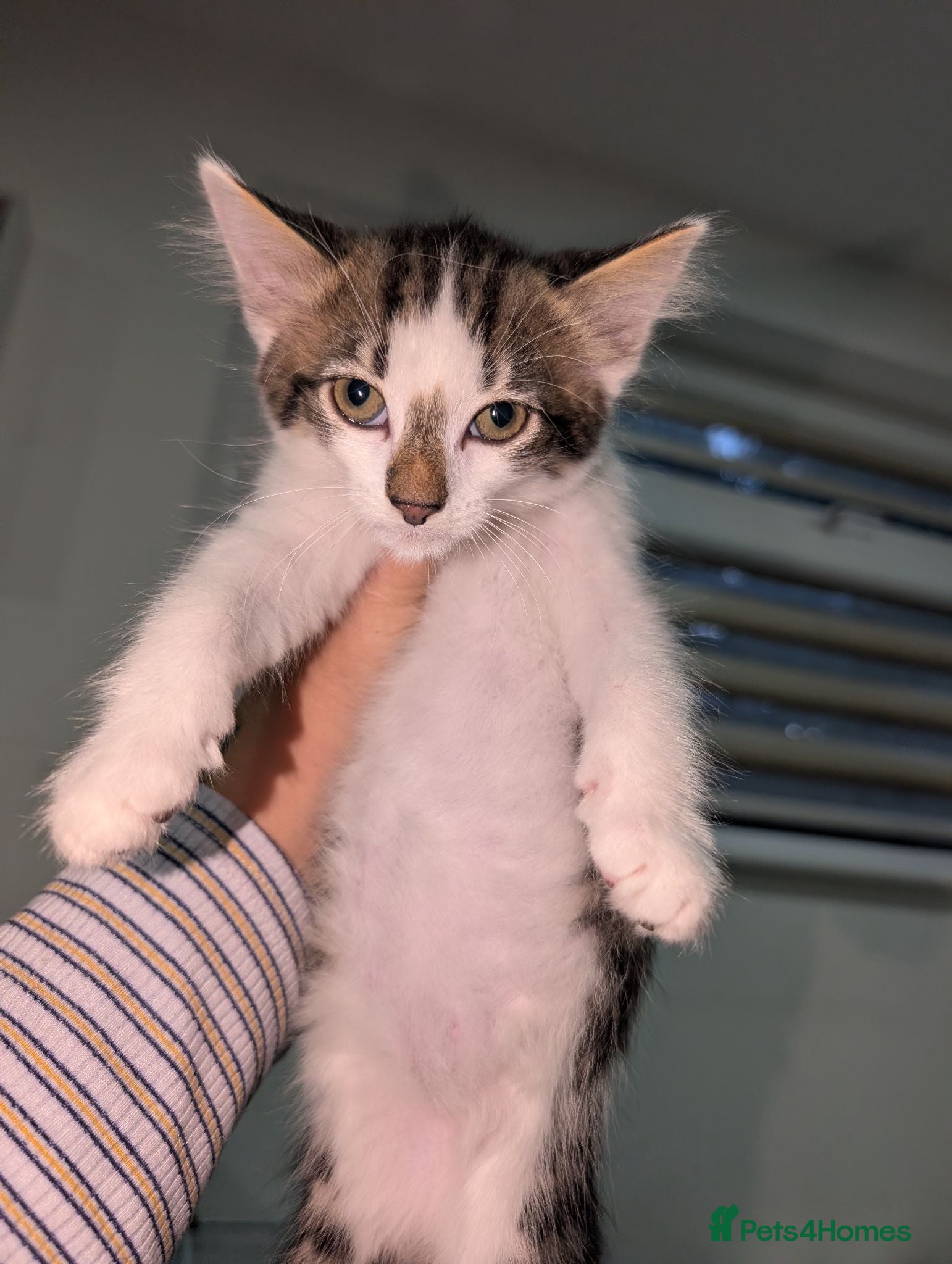 Mixed Breed cats for sale: Maine coon cross kittens  - Advert 2