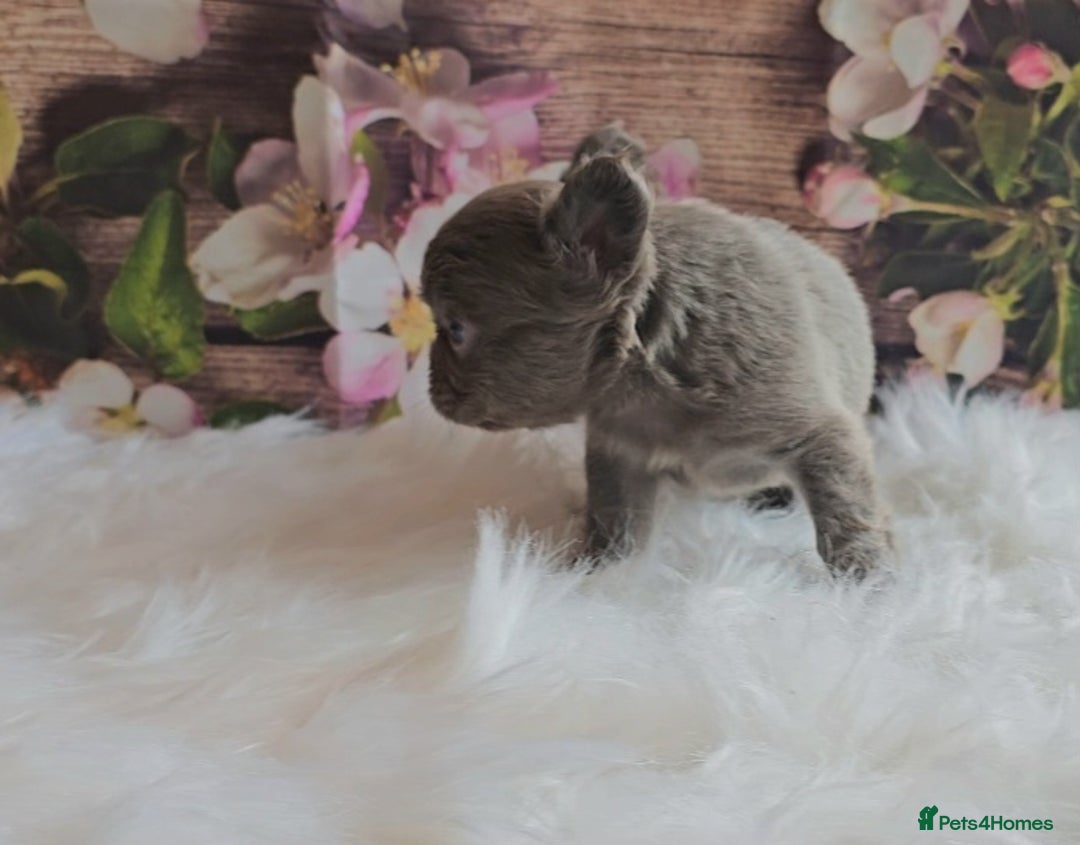 French Bulldog dogs for sale: Welcome to the Fluffy Crew 🥰 - Advert 2