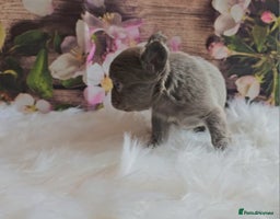 French Bulldog dogs Welcome to the Fluffy Crew 🥰 - Advert 6