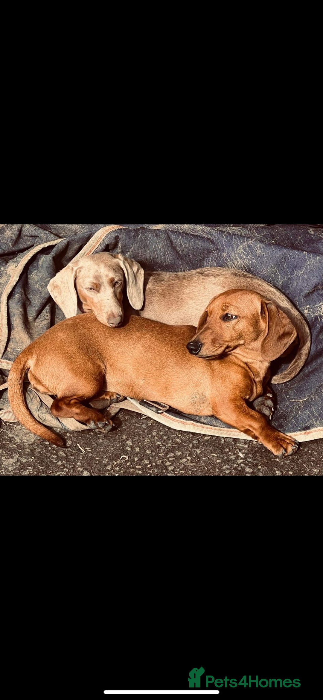 Chiweenie dogs for sale: Beautiful chiweenie puppies  - Advert 7