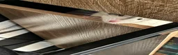 Rat rodents for sale: Two male rats for sale in Honiton - Advert 7