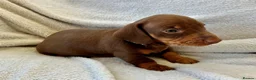 Miniature Dachshund dogs for sale: KC REG Miniature Smooth Short Haired Dachshunds - Advert 9