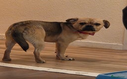 Frug dogs for sale: Lulu  - Image 8