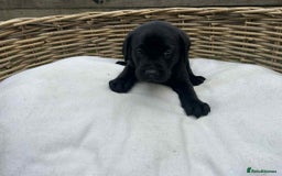 Labrador Retriever dogs for sale: KC registered Labrador pups ready to rehome NOW in Stanley - Image 15