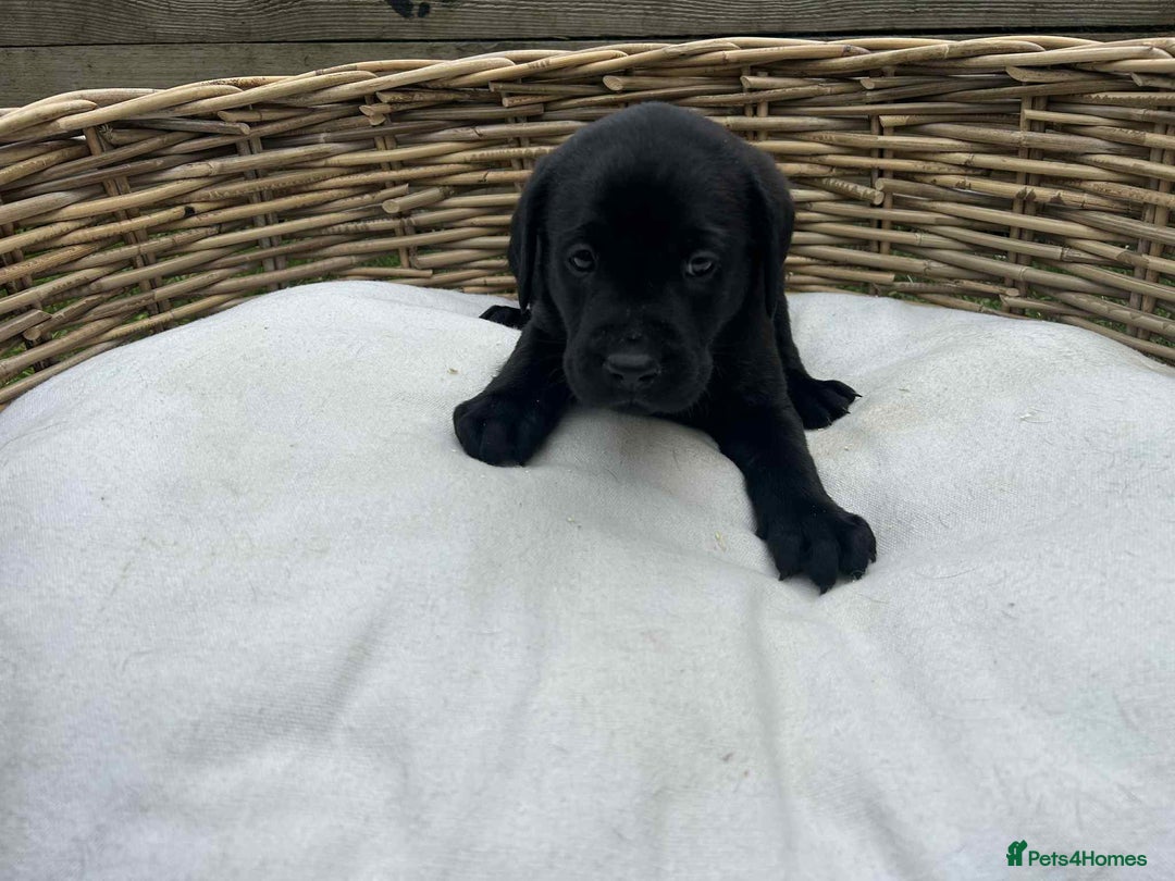 Labrador Retriever dogs for sale: KC registered Labrador pups ready to rehome NOW in Stanley - Image 15