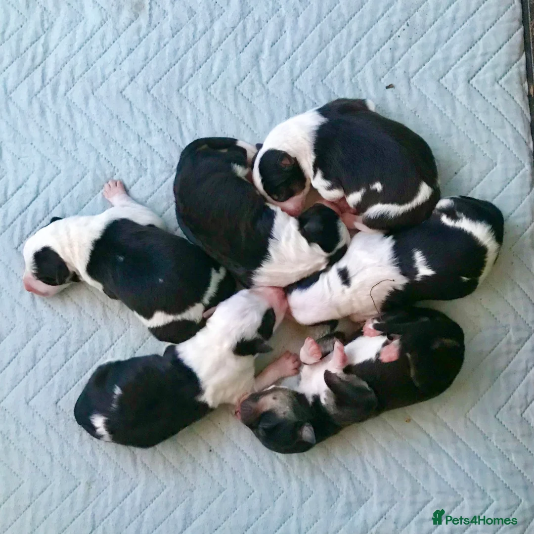 Border Collie dogs for sale: Beautiful Border Collie Puppies Classic Tricolour - Advert 2