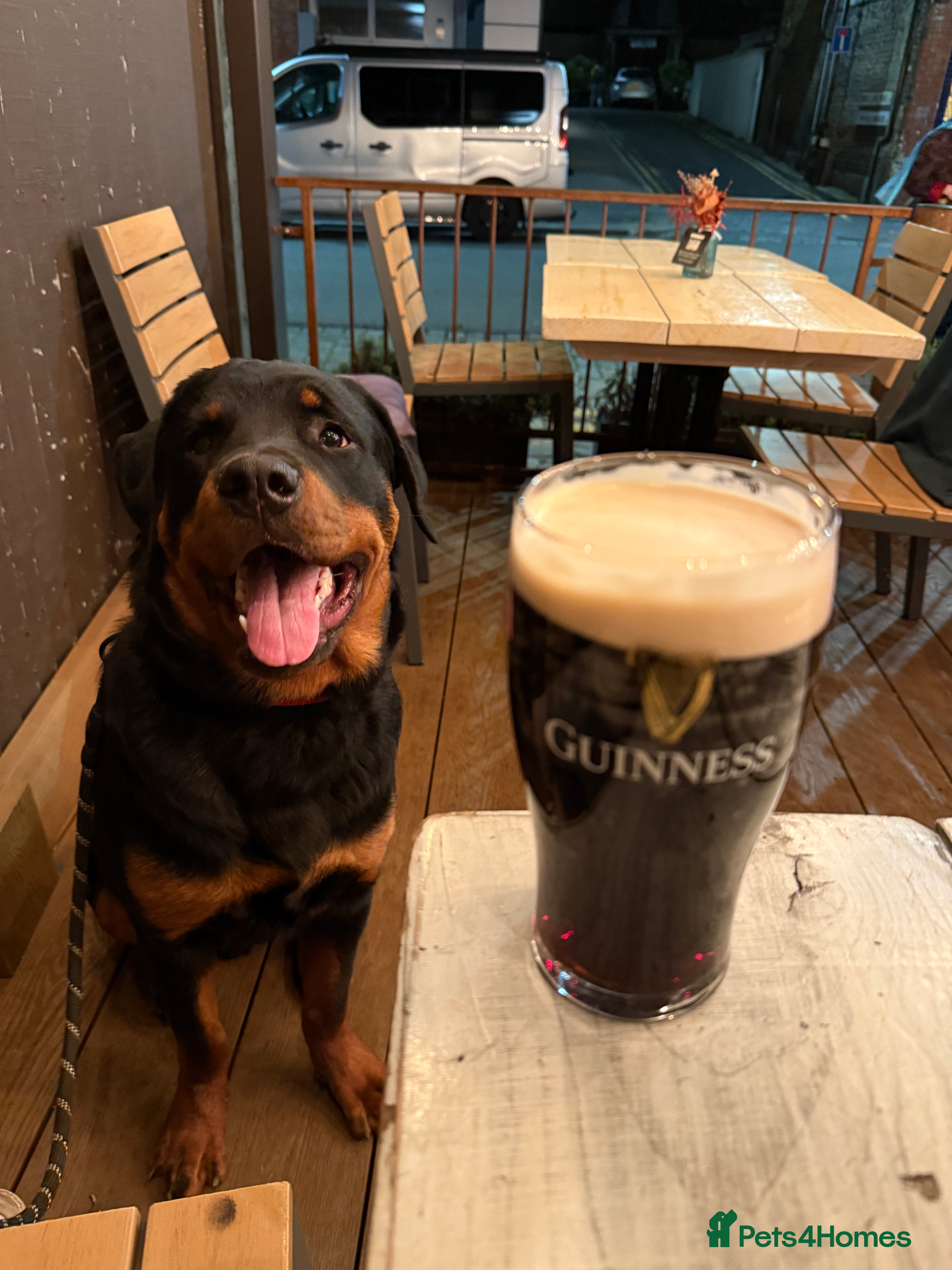 Rottweiler dogs Young Rottweiler looking for new home - Advert 1