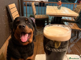 Rottweiler dogs Young Rottweiler looking for new home - Advert 1