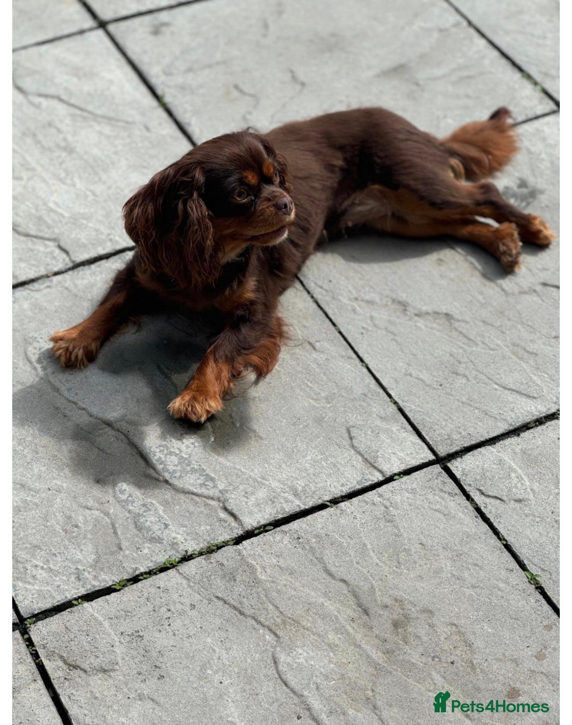 Cavalier King Charles Spaniel dogs CAVALIER KING CHARLES SPANIEL PUPPIES - Advert 12