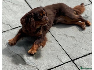 Cavalier King Charles Spaniel dogs CAVALIER KING CHARLES SPANIEL PUPPIES - Advert 12