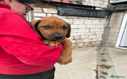 Rhodesian Ridgeback dogs for sale: Beautiful puppies from Health Tested Parents in Worksop - Image 33