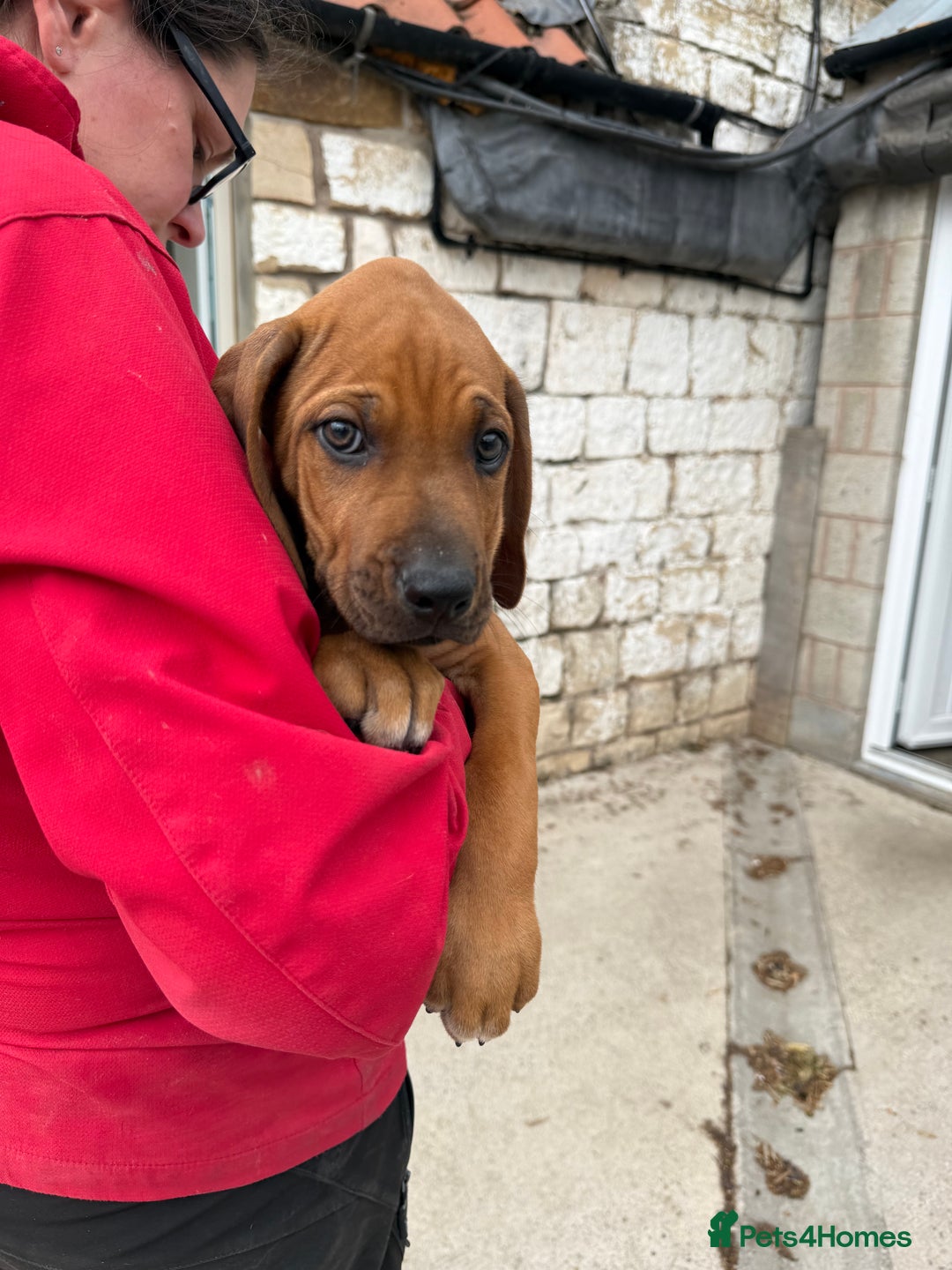 Rhodesian Ridgeback dogs for sale: Beautiful puppies from Health Tested Parents in Worksop - Image 33