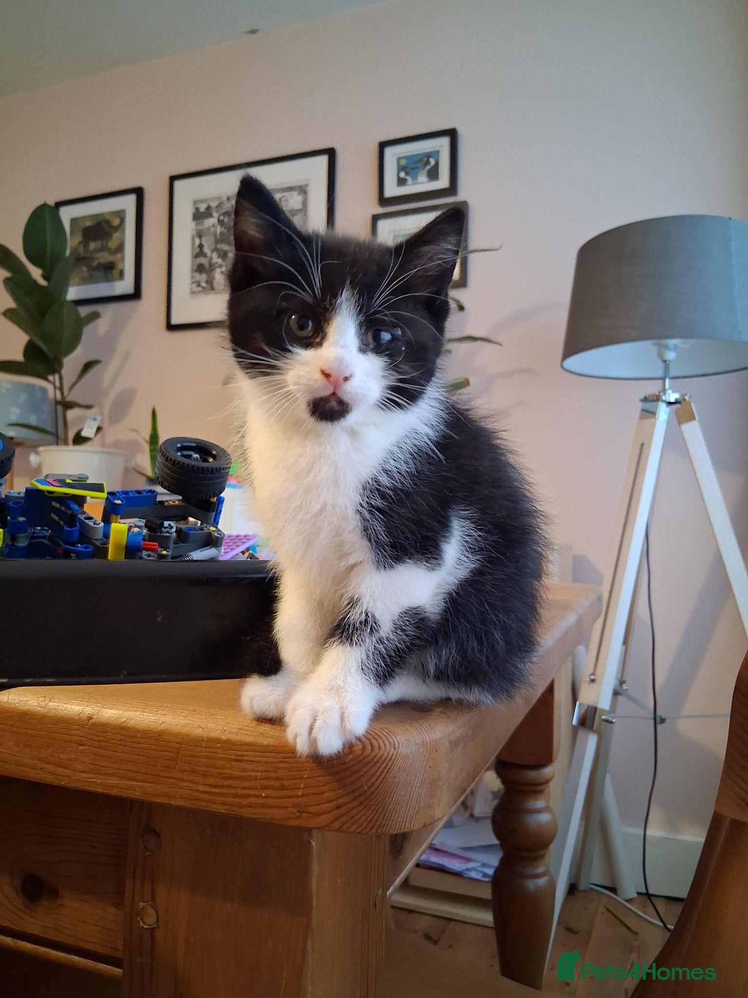 Mixed Breed cats for sale: Two kittens looking for loving home/homes  - Advert 7