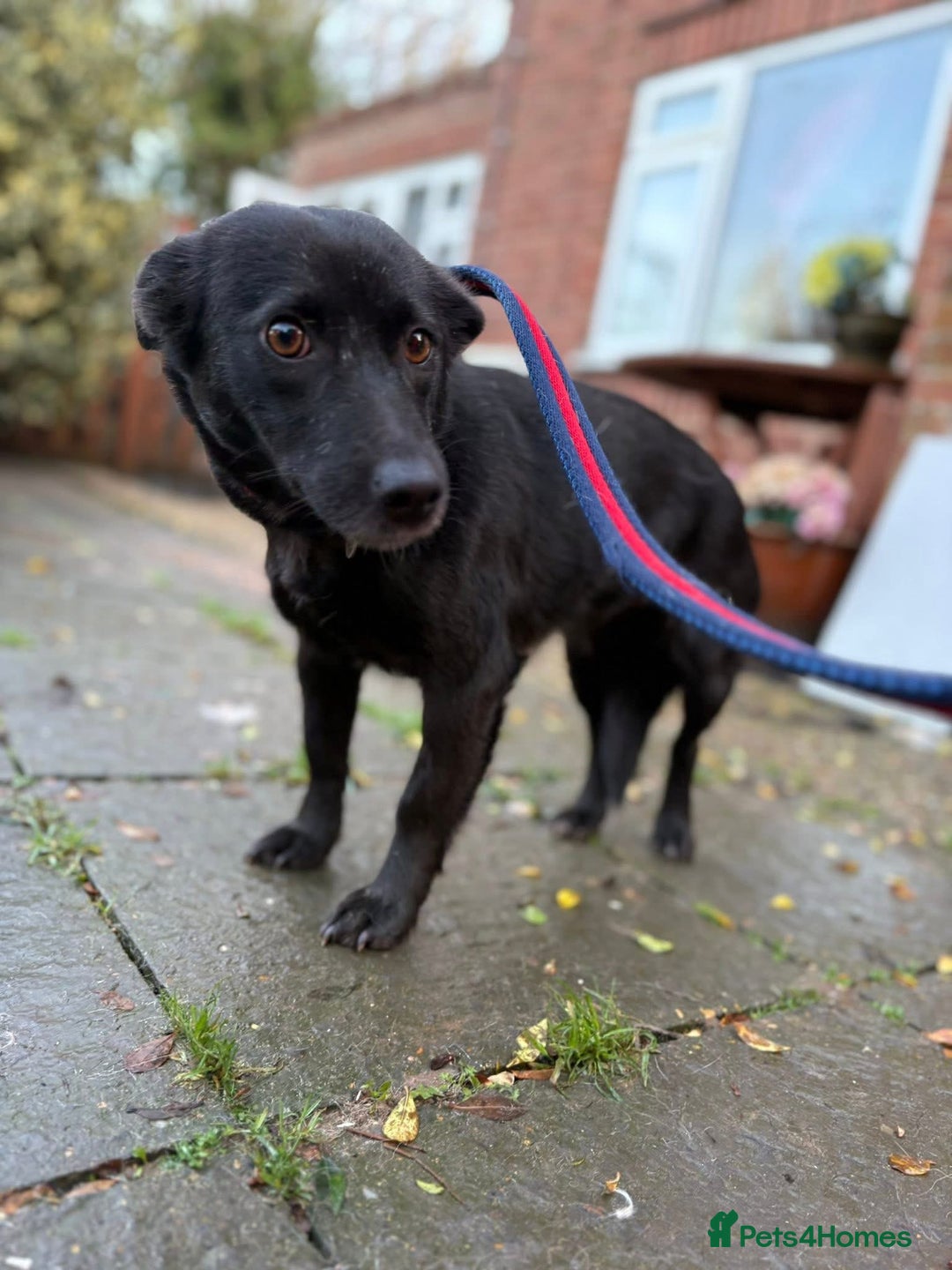 Mixed Breed dogs for adoption: Melody - Norwich Norfolk  - Advert 5