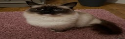 Ragdoll cats for sale: Beautiful pure ragdoll kittens  - Advert 14