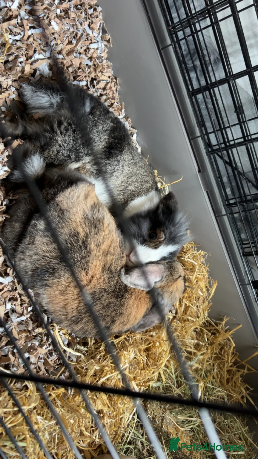 Mixed Breed rabbits for sale: 2 rabbits to rehome with cage and food  - Advert 2