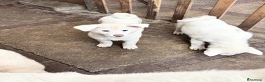 Japanese Akita Inu 6