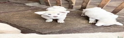Japanese Akita Inu dogs for sale: Japanese Akita Puppies  - Advert 38