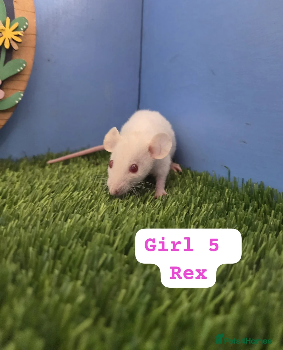 Rat rodents for sale: Dwarf Baby Rats Male Female Girls Boys  - Advert 9