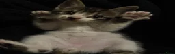 Domestic Shorthair cats for sale: Beautiful playful loving kittens  - Advert 18