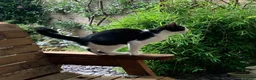Mixed Breed cats for sale: Two Adorable Sister Kittens for Sale in Huddersfield - Advert 7