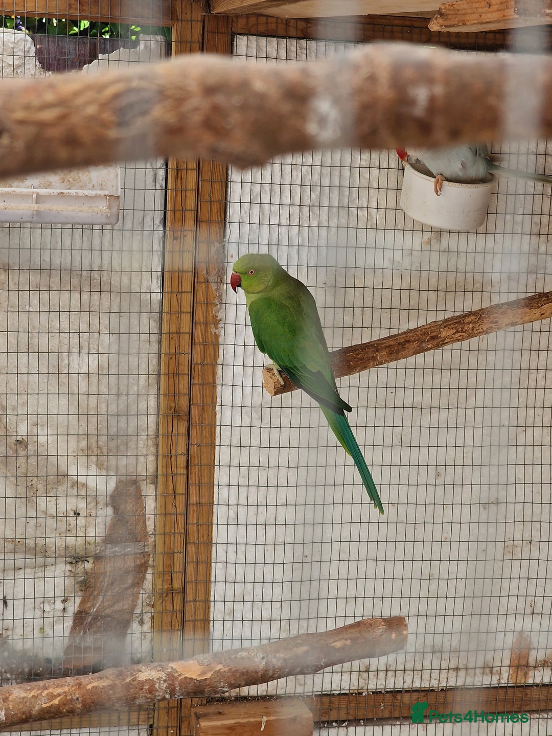 Ringnecks birds for sale: Adult Ringnecks - Image 8