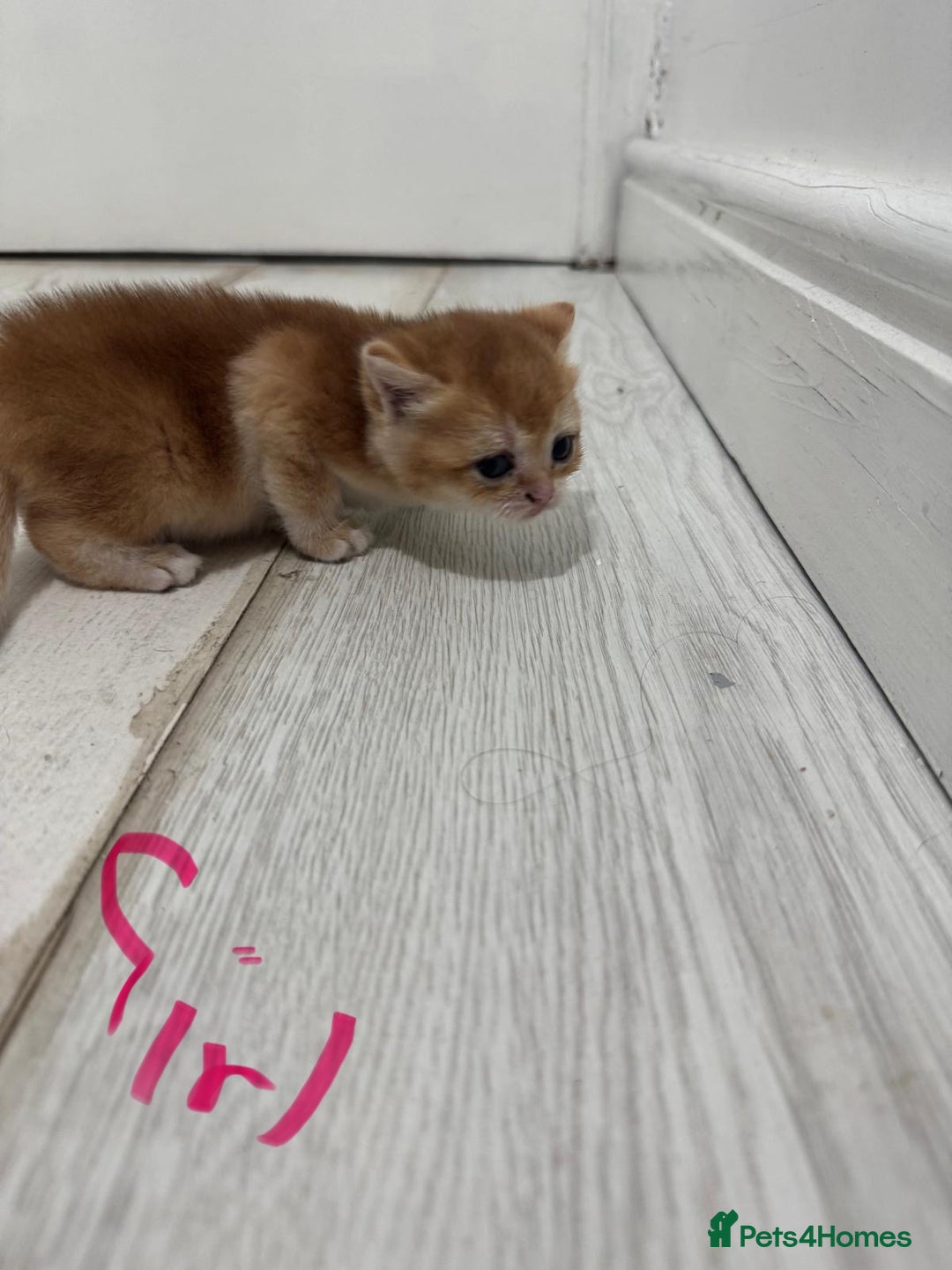 British Shorthair cats for sale: British short hair in Birmingham - Image 8