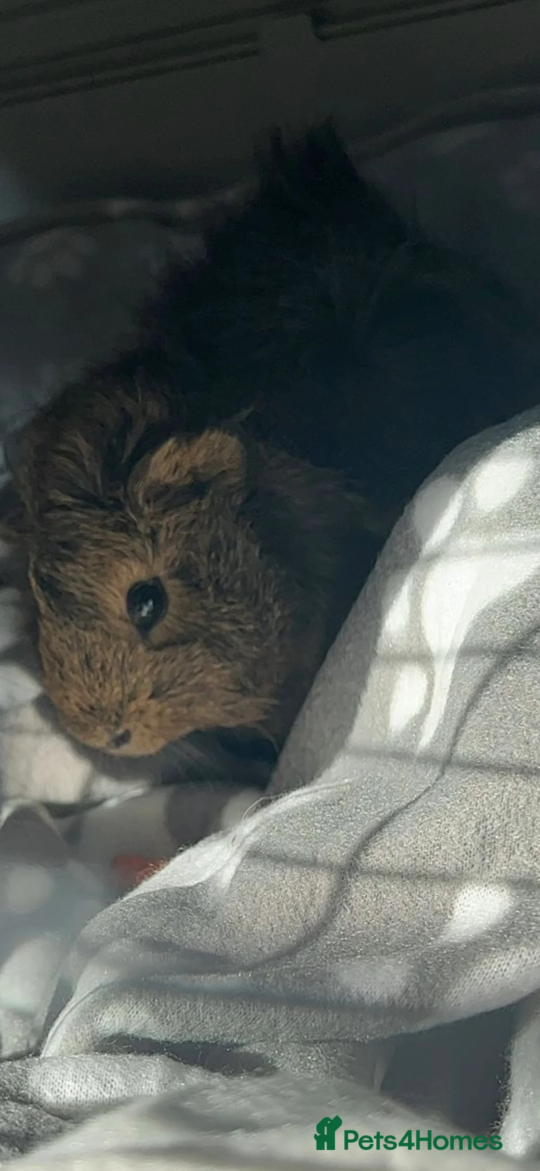 Guinea Pig rodents for sale: Guine pig  - Advert 2