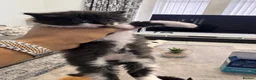Mixed Breed cats for sale: Extreme fluffy chubby kittens  in London - Advert 14
