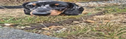 Miniature Dachshund dogs for sale: Miniature Dachshund  in Burry Port - Advert 2