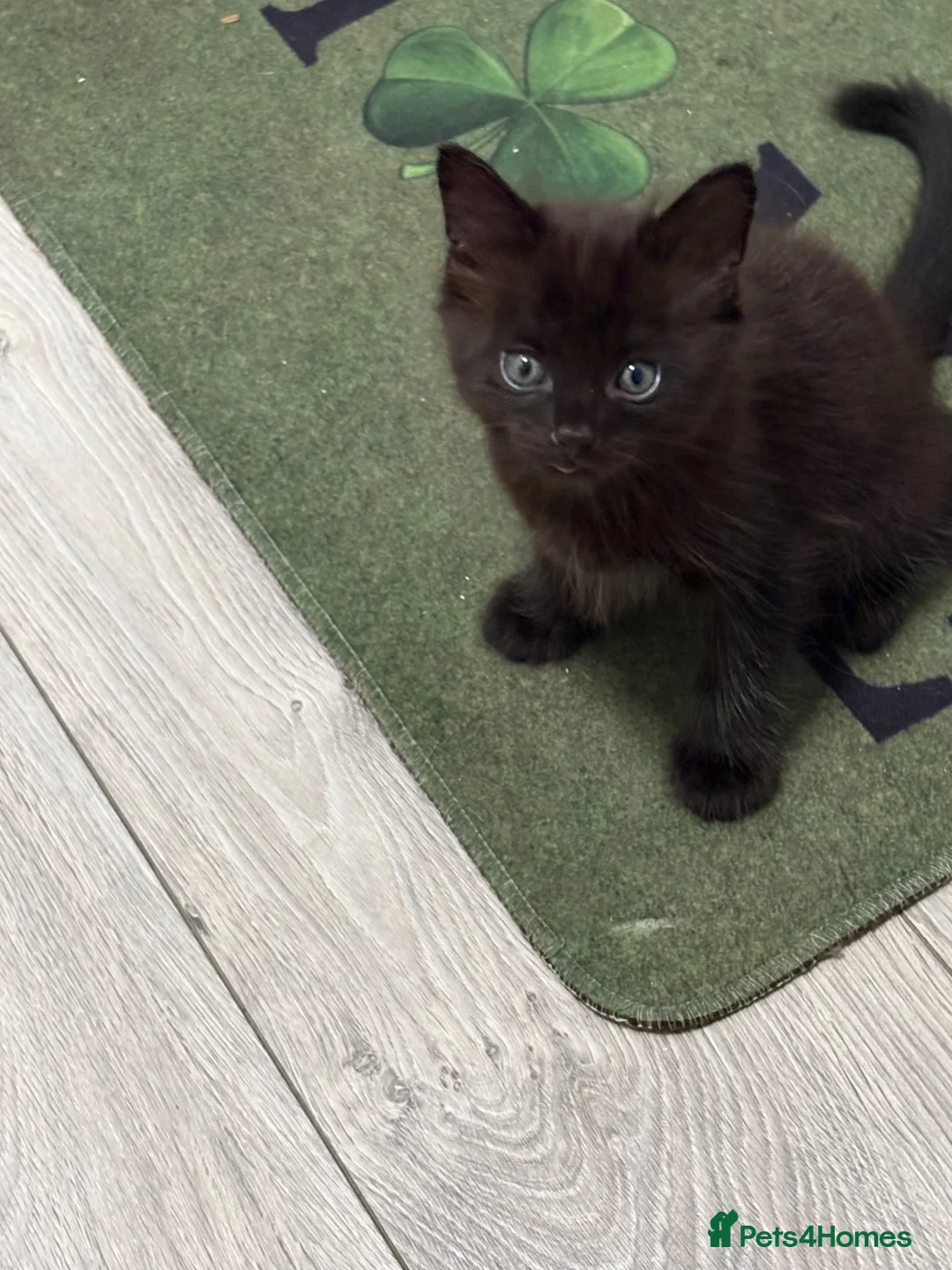 British Shorthair cats for sale: 3 lovey Black Boy kittens £50 ono - Advert 7
