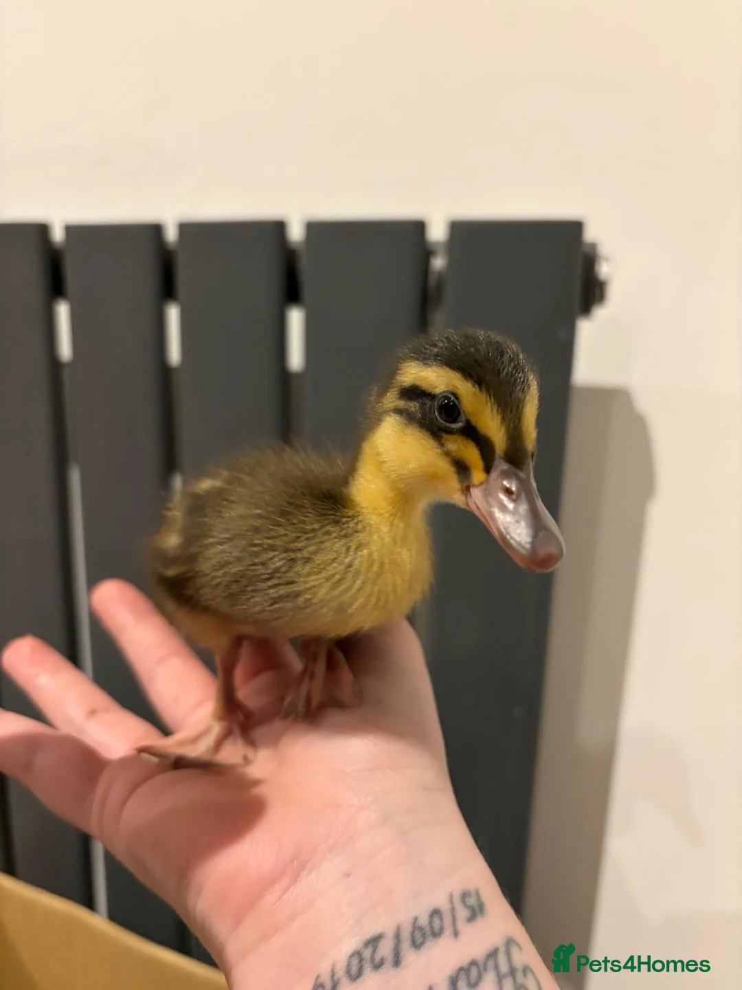 Ducks poultry for sale: Duckling and chicks hatching all 2026 season - Advert 5